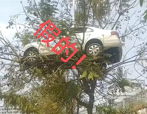 又是假的 轿车开上树系驾校教练自导自演：当事人致歉